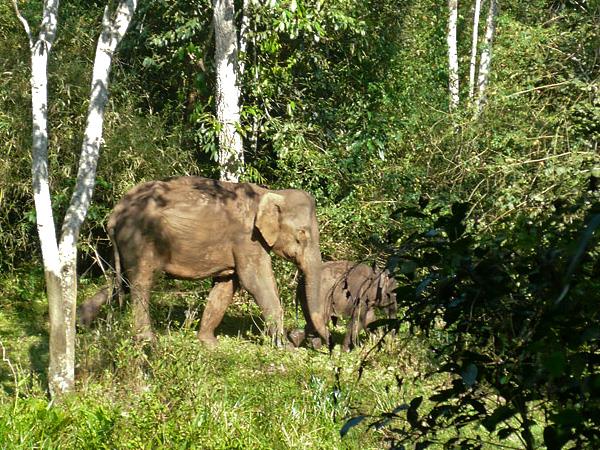 Kerala walking, culture & wildlife vacation, India