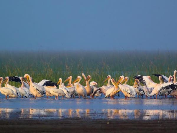 Gujarat vacations, Asiatic Lions, Blackbuck & Wild Asses