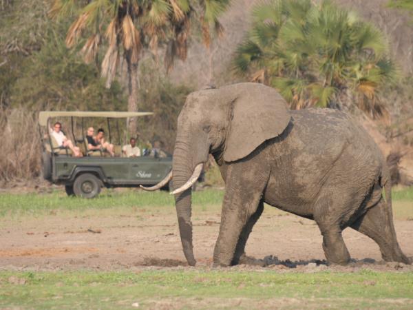 Selous safari & Mafia Islands diving vacation
