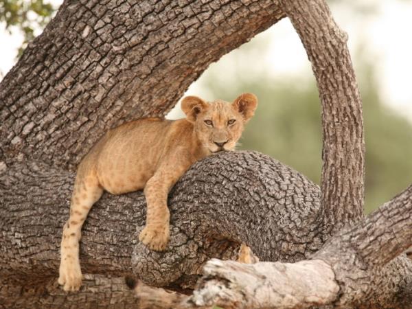Selous safari & Mafia Islands diving vacation