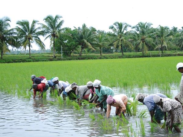 Kerala homestay tours