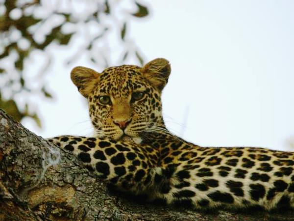 Southern Tanzania luxury safari vacation