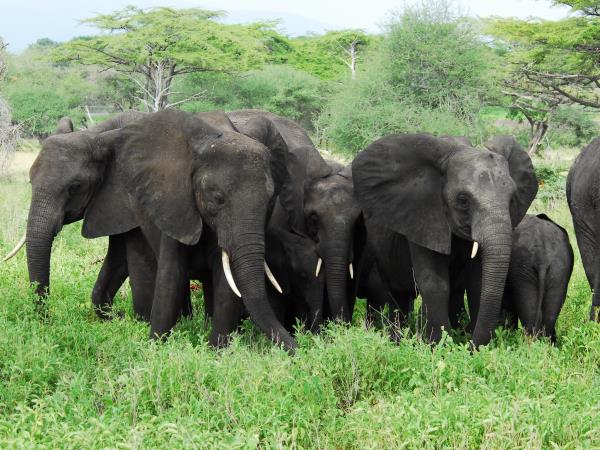 Southern Tanzania luxury safari vacation
