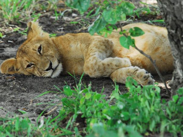Southern Tanzania luxury safari vacation