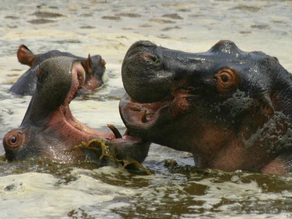 Southern Tanzania luxury safari vacation