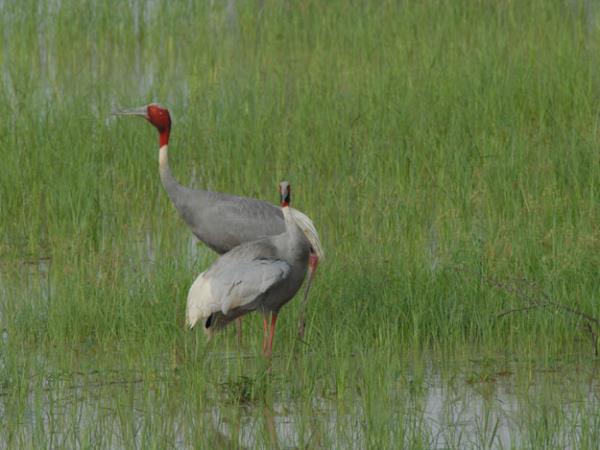 India bird watching vacation in the Himalayas