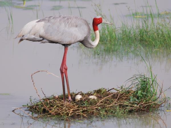 India bird watching vacation in the Himalayas