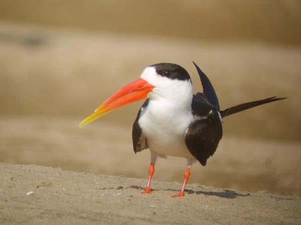 India bird watching vacation in the Himalayas