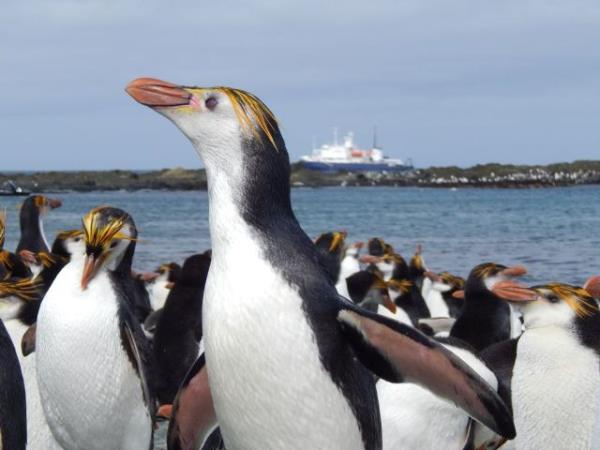 New Zealand and islands bird watching cruise