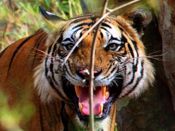 Golden Triangle & tigers in India