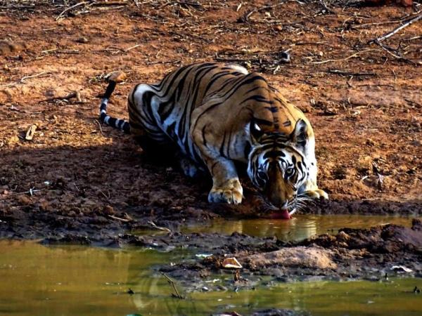 Tiger watching vacation in India