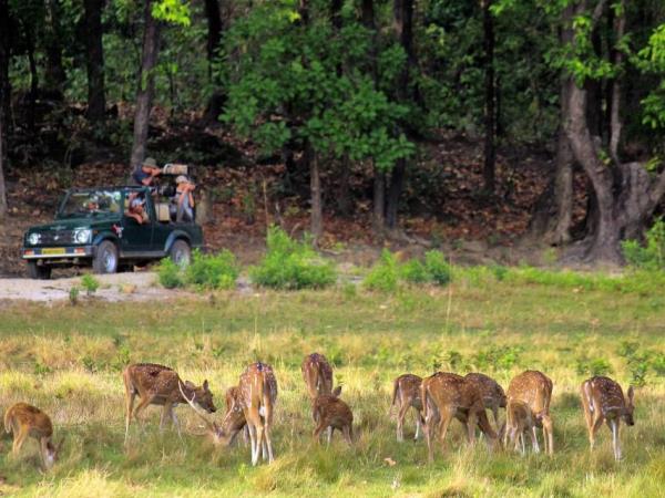 Tiger watching vacation in India