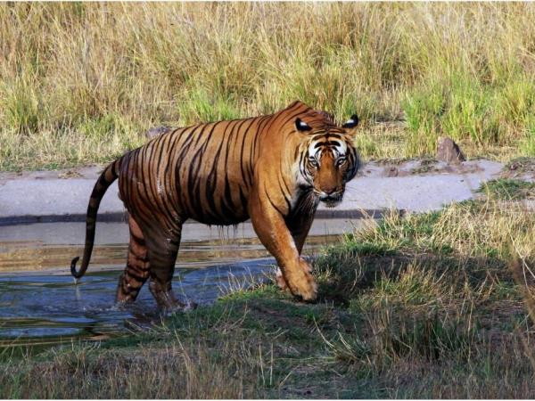 Tiger watching vacation in India