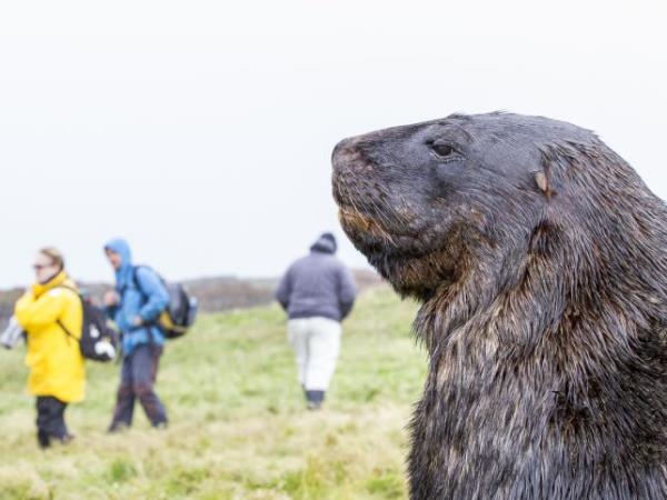 Wildlife Cruise of New Zealand Subantarctic Islands