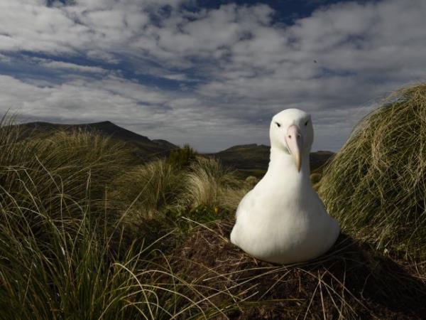 Wildlife Cruise of New Zealand Subantarctic Islands