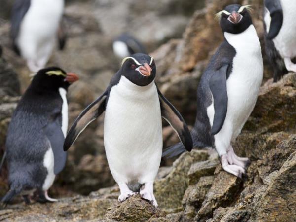 Wildlife Cruise of New Zealand Subantarctic Islands