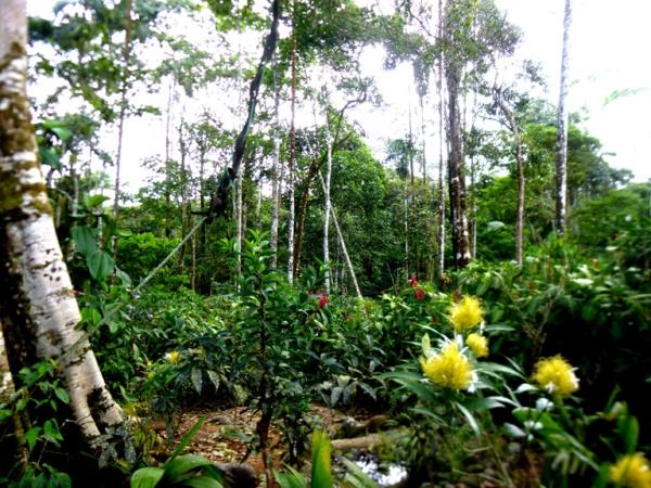 Volunteering with monkeys in Ecuador