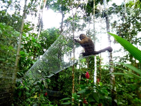Volunteering with monkeys in Ecuador