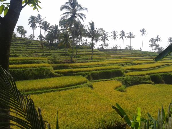 Bali vacation, Ubud & Tandjung Sari