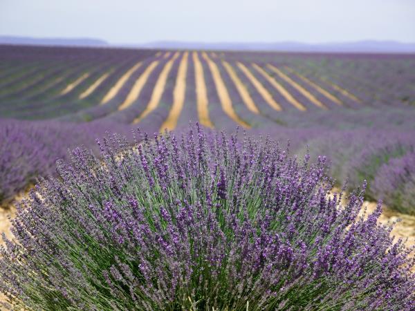 Provence gourmet tour in France