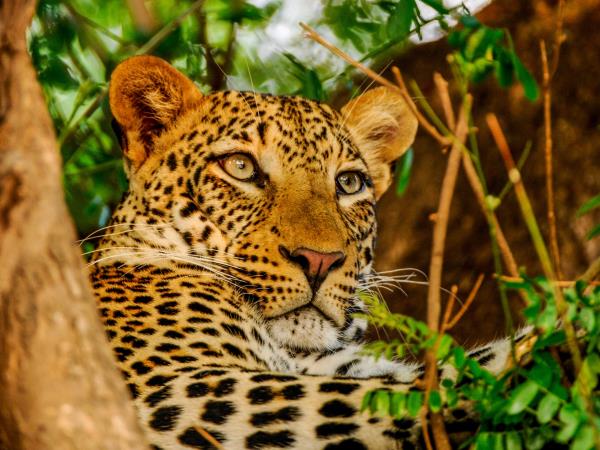 Zambia and Malawi tailor made safaris