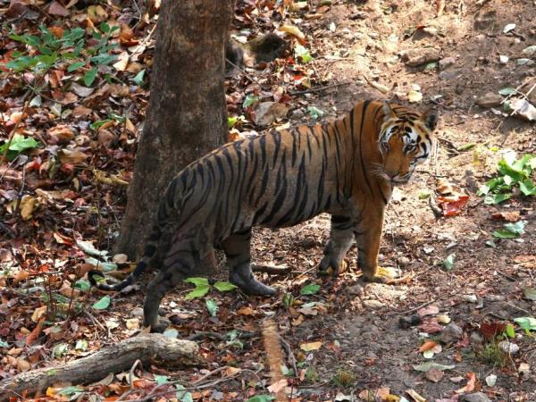 Tiger watching vacation in India