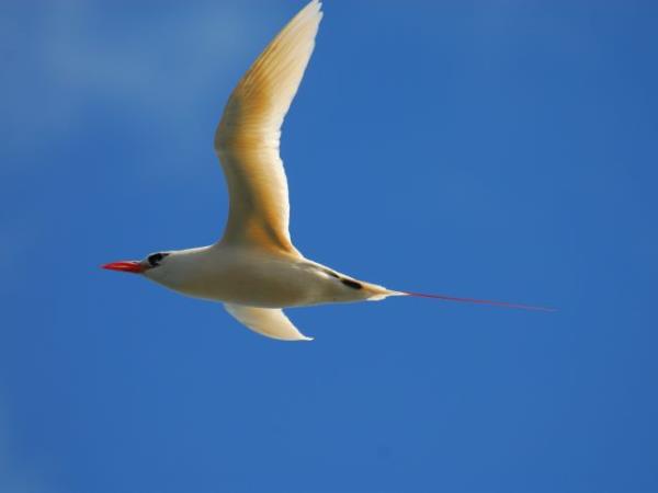 Melanesia birdwatching vacation