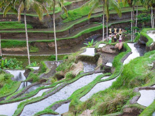 Bali vacations on a shoestring