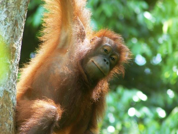 Borneo family vacation, tailor made