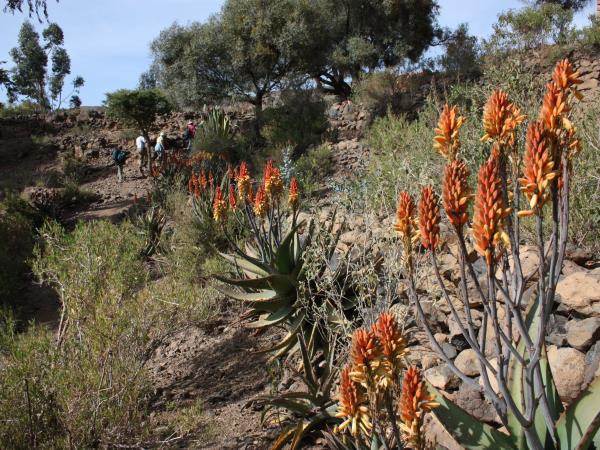 Tigray trekking tour in Ethiopia