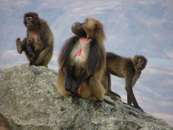 Trekking in Ethiopia, nr Lalibela 