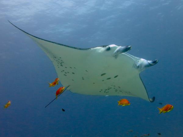 Diving vacation in the Maldives, local experience