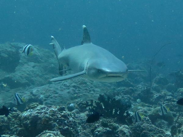 Diving vacation in the Maldives, local experience