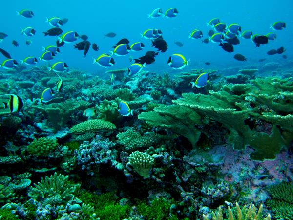 Diving vacation in the Maldives, local experience