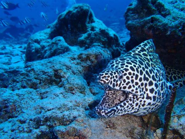Diving vacation in the Maldives, local experience