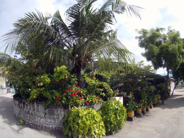 Diving vacation in the Maldives, local experience