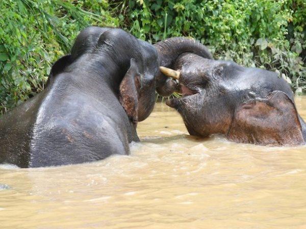 Honeymoon in Borneo