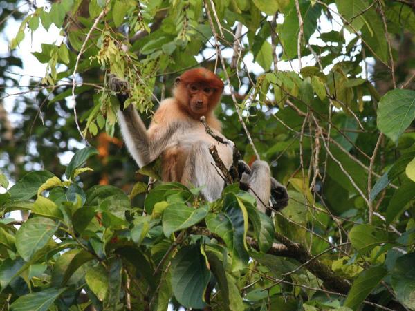 Borneo tailor made vacations, wildlife & beaches