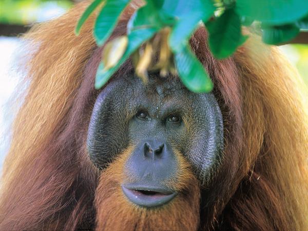 Borneo vacation, Sarawak highlights
