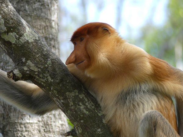 Borneo vacation, Sarawak highlights