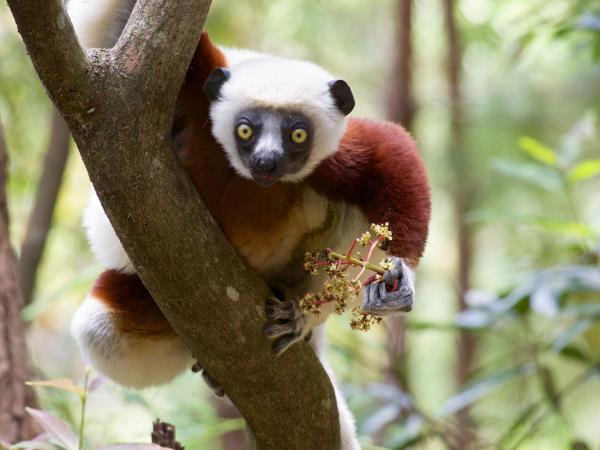 Madagascar trekking vacation