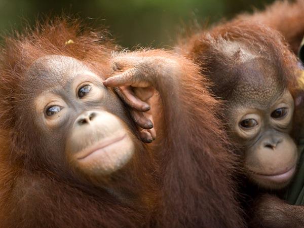 Borneo tailor made tour on a shoestring