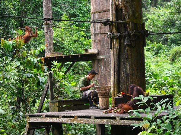 Borneo tailor made tour on a shoestring