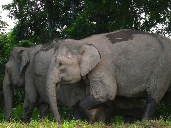 Borneo wildlife holiday with Mt. Kinabalu climb