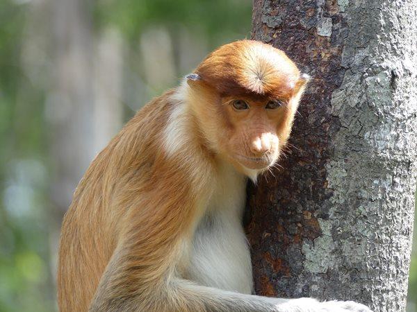 Borneo wildlife holiday with Mt. Kinabalu climb