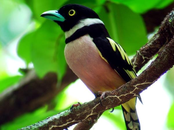 Borneo wildlife holiday with Mt. Kinabalu climb