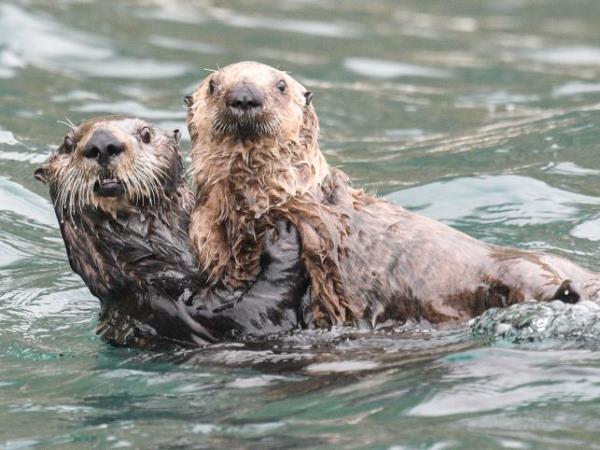 Kuril Islands cruises, bird watching cruise, Russia