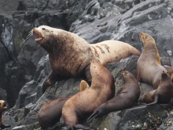 Kuril Islands cruises, bird watching cruise, Russia