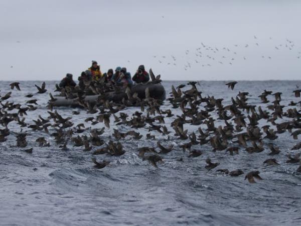 Kuril Islands cruises, bird watching cruise, Russia