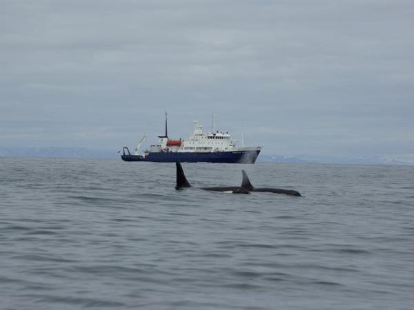 Kuril Islands cruises, bird watching cruise, Russia